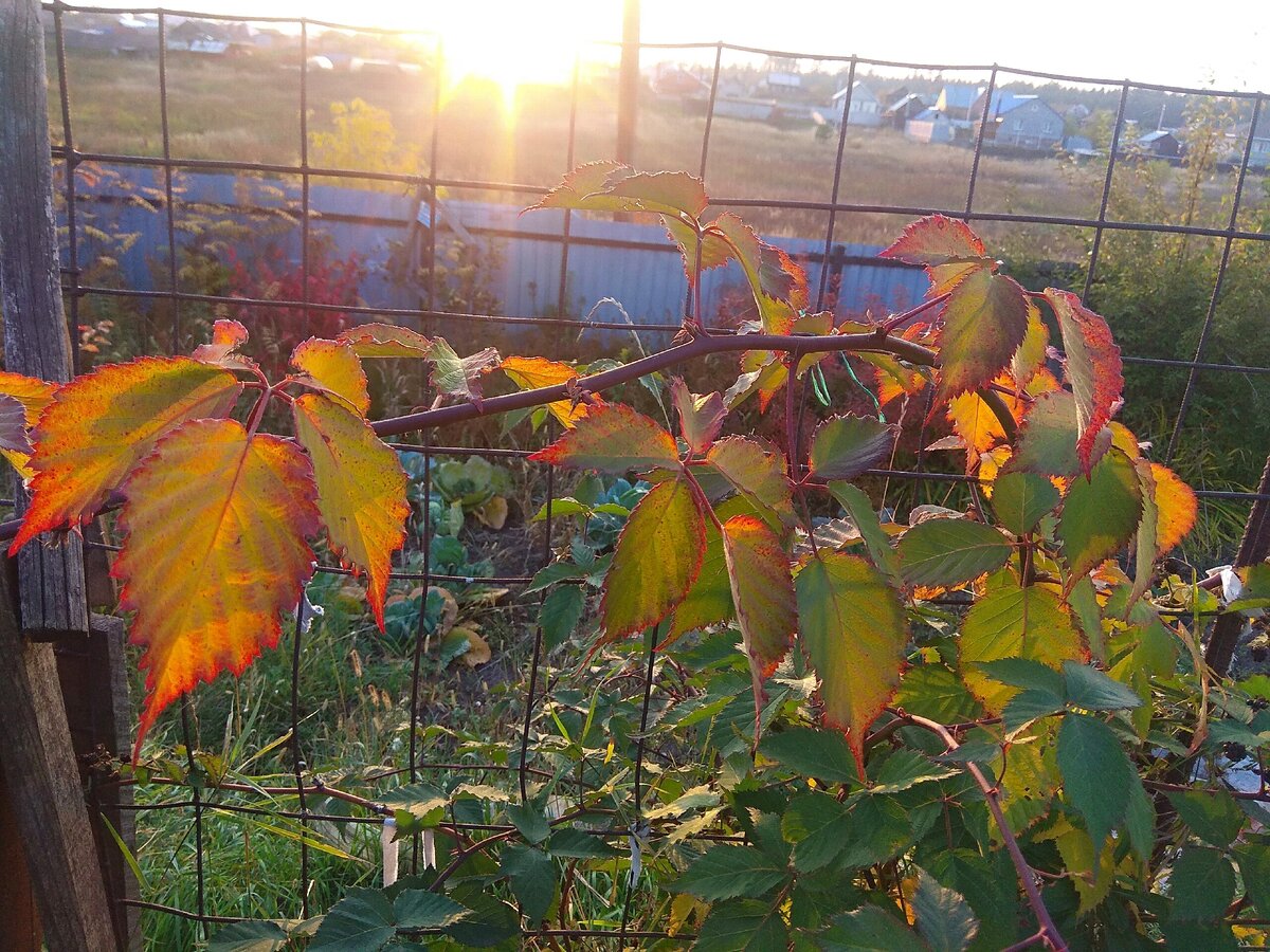 Осенняя ежевика