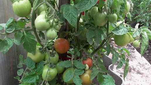 Этот томат растет без укрытия и дает урожай! Уникальная морозостойкость! Томат Ренет для холодных регионов идеален!