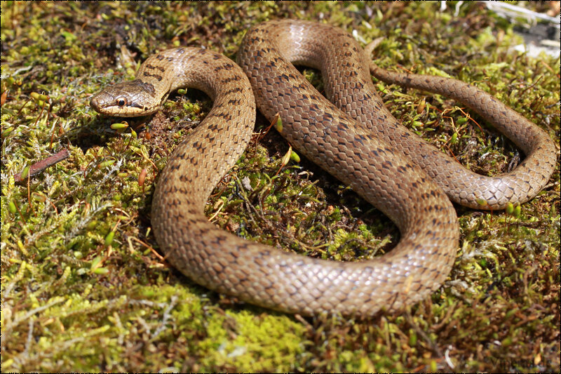 Медянка змея в беларуси фото и описание