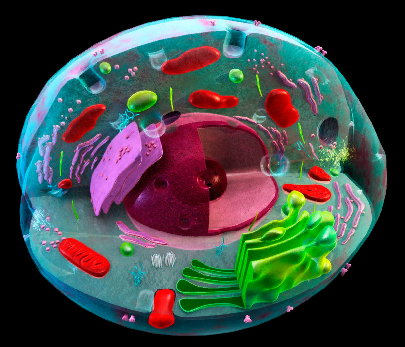 Бактерия уровень организации. Живая эукариотическая клетка. Эукариотическая клетка живого организма. Клетка cellula. Эукариоты микроскоп.