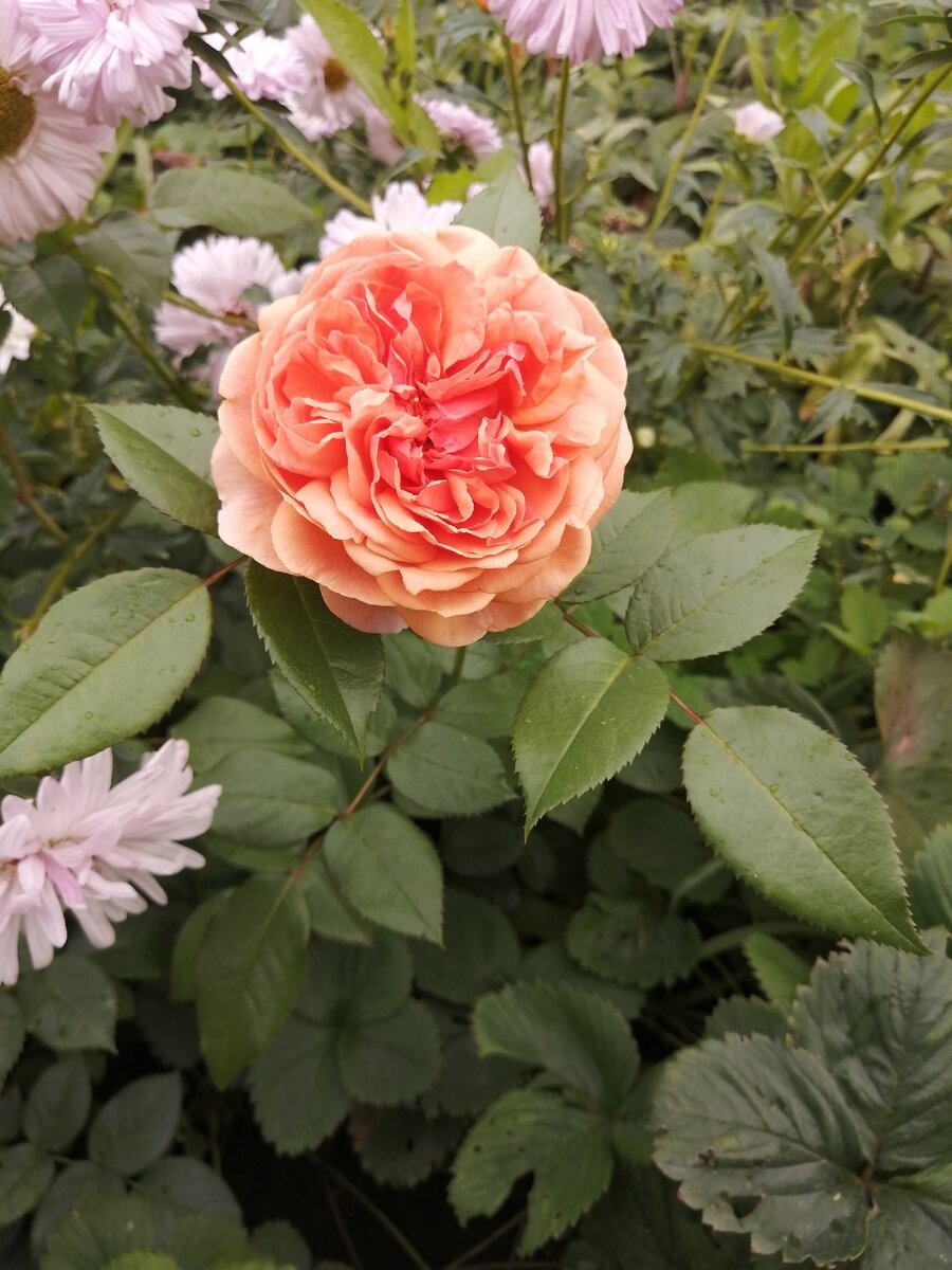 Pat Austin из черенка. Фото автора. 