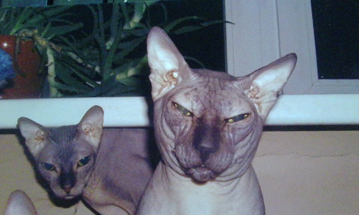 Вива и Бертик