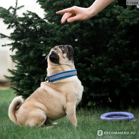 Сэм: Для тебя, моя радость, готов на всё! https://clck.ru/RrCh7