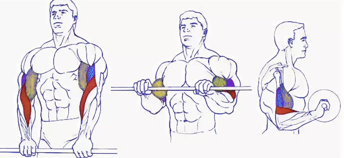 Подъем прямого грифа. Подъем штанги обратным хватом. Подъем штанги на бицепс обратным хватом. Поднятие штанги на бицепс обратным хватом. Подъем грифа на бицепс обратным хватом.