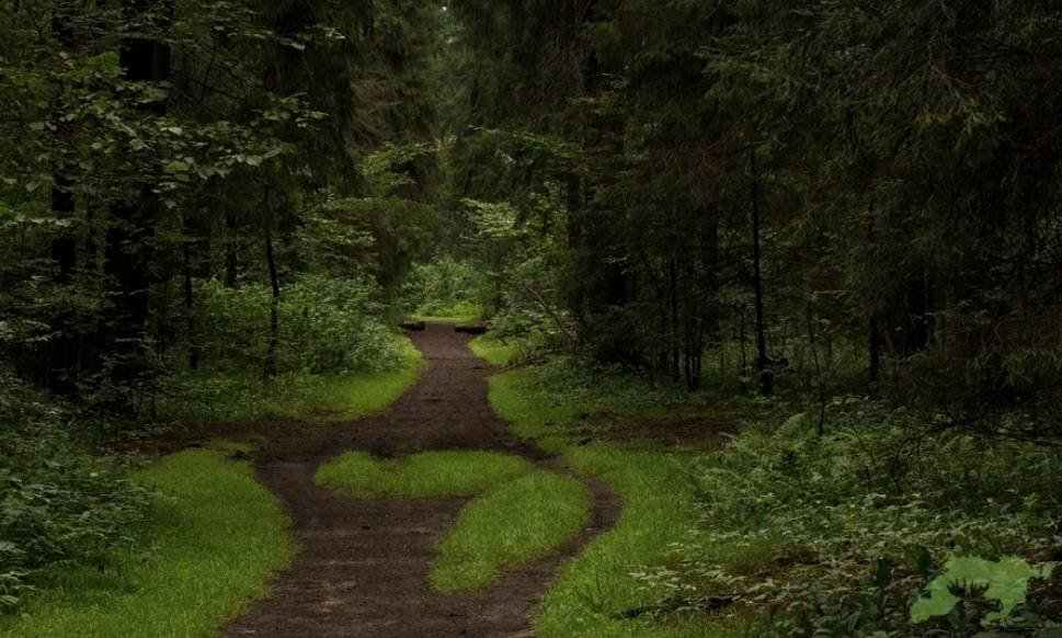 В парке "Лосиный остров". Источник: http://elkisland.ru