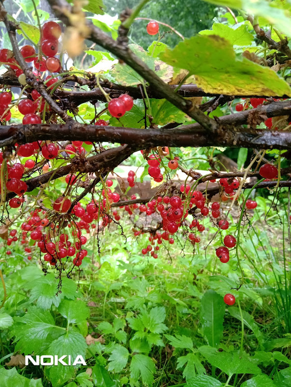 Этот куст растет на влажной почве