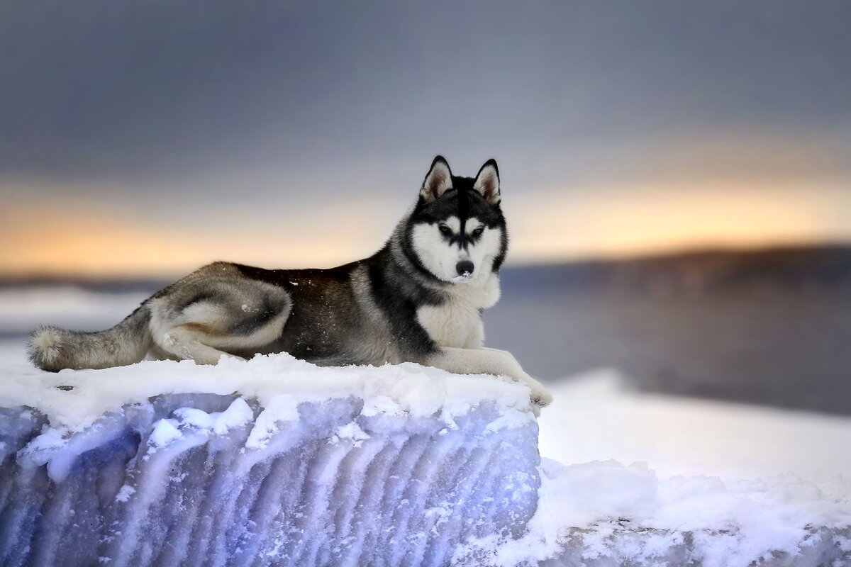 Хаски (картинка с поиска Яндекс)