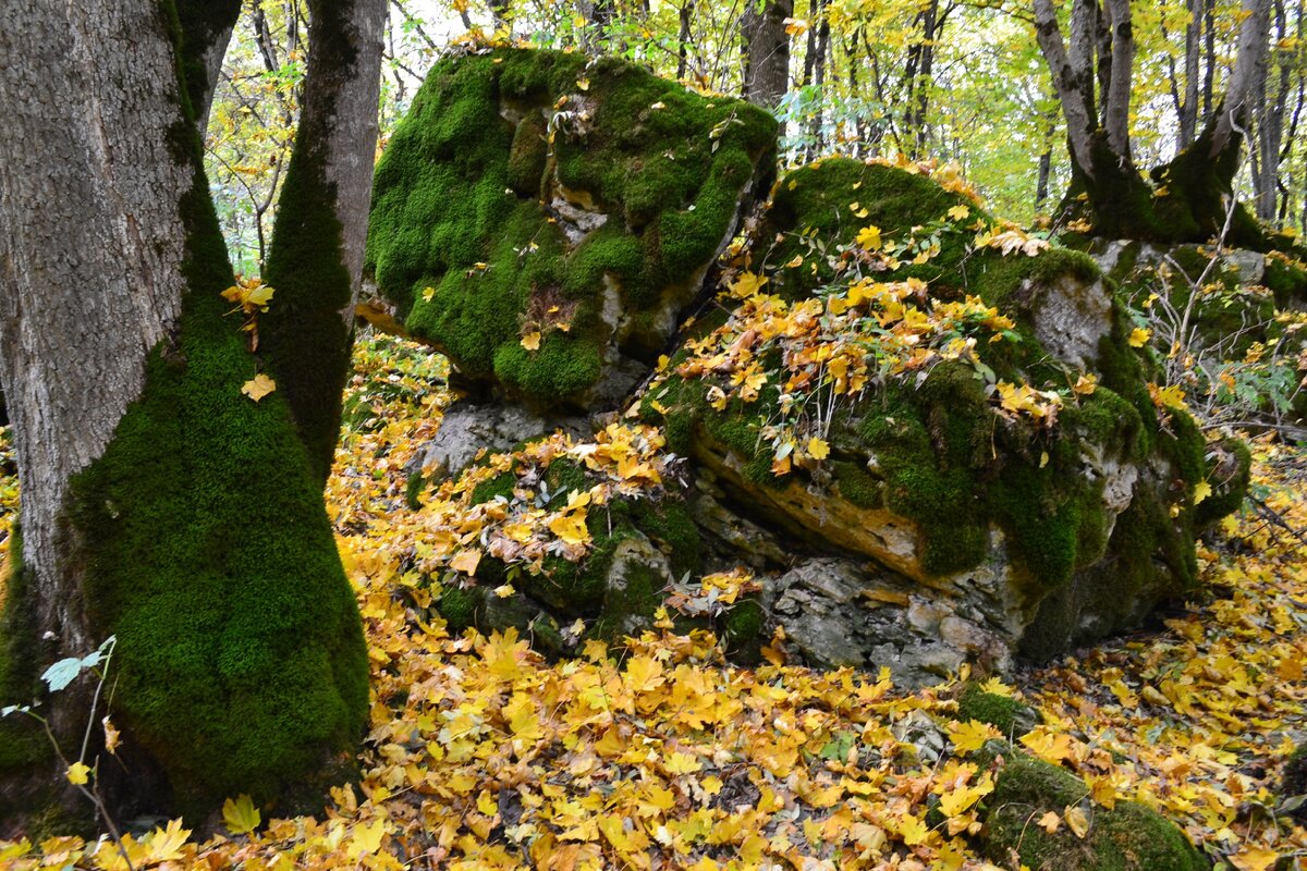 Каменный хаос и Темный лес на Стрижаменте (Ставрополье) | География  населения и поездки | Дзен