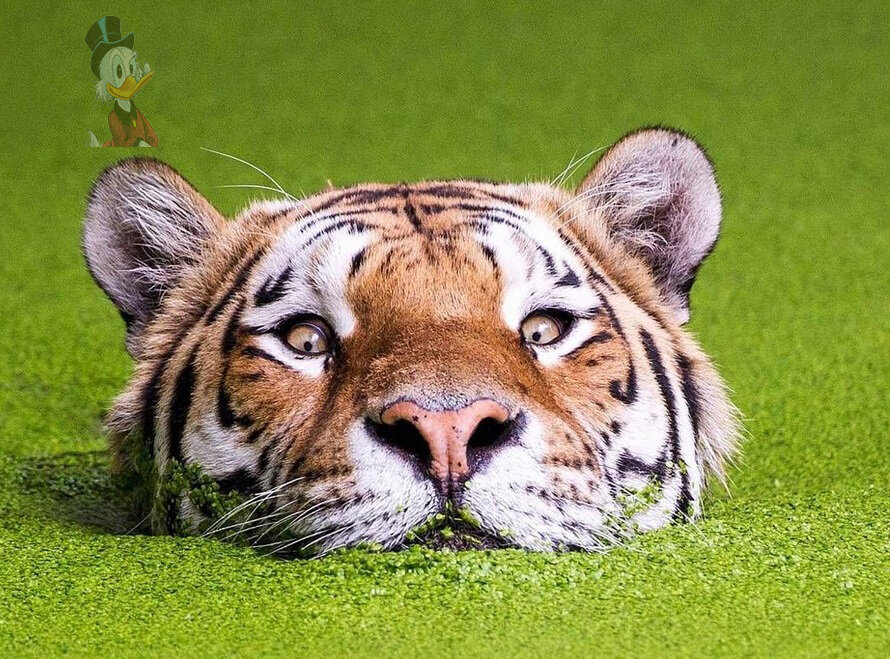 Для вас сделаны простые пошаговые уроки с готовыми ресурсами и материалами Источник фото - https://www.yaplakal.com/