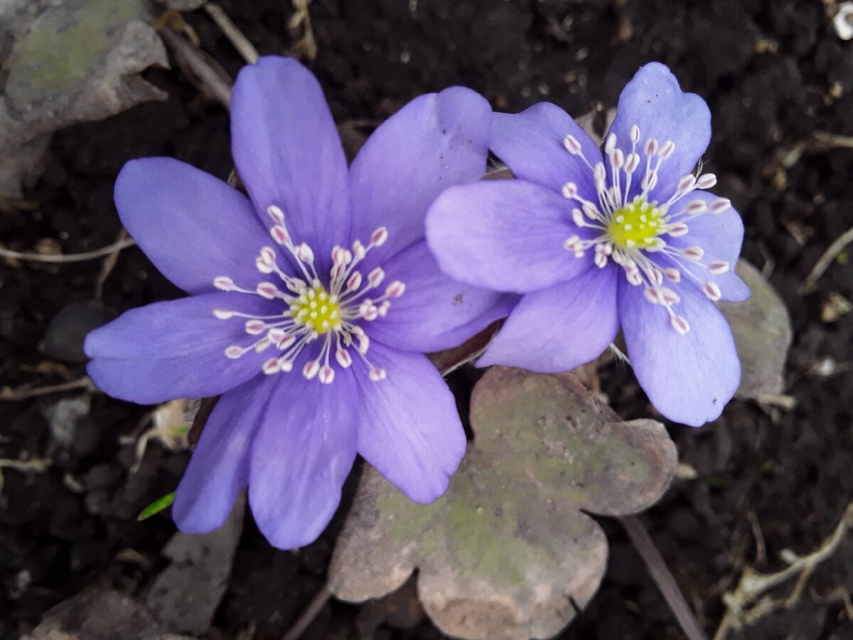 Печеночница благородная