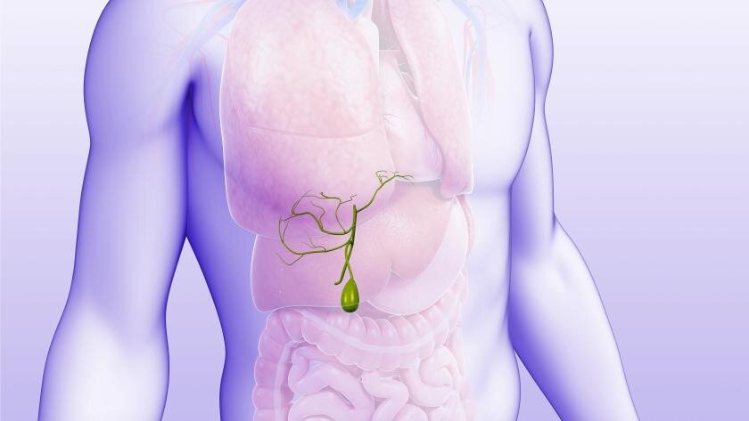 У здорового человека желчь не забрасывается в желудок и поджелудочную железу, а строго идёт по маршруту «печень – желчный пузырь – кишечник». Фото: Flickr