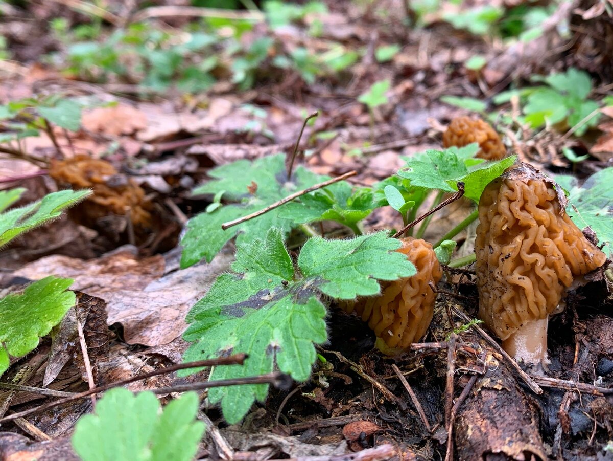 А в Краснодарском крае уже весна! (фото пользователя Марго)