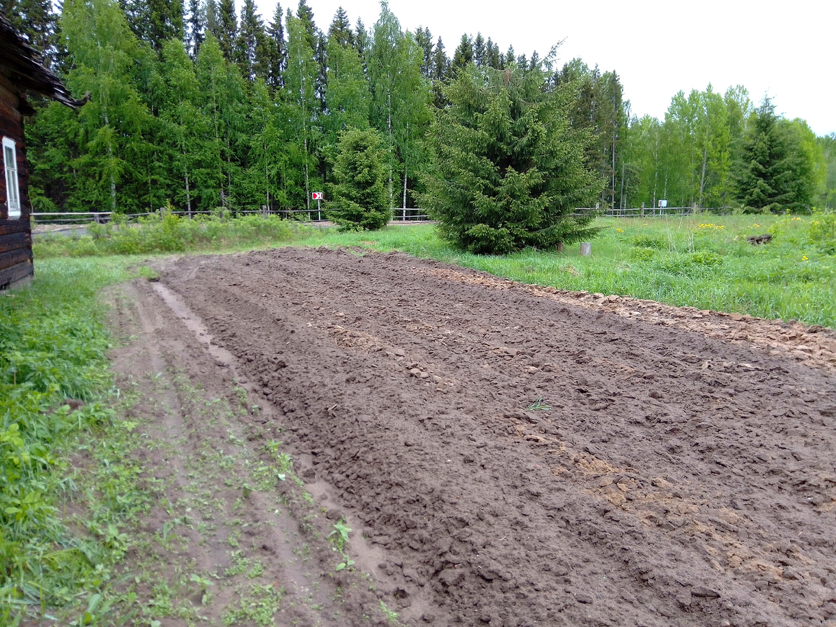 Картофельная полоса.