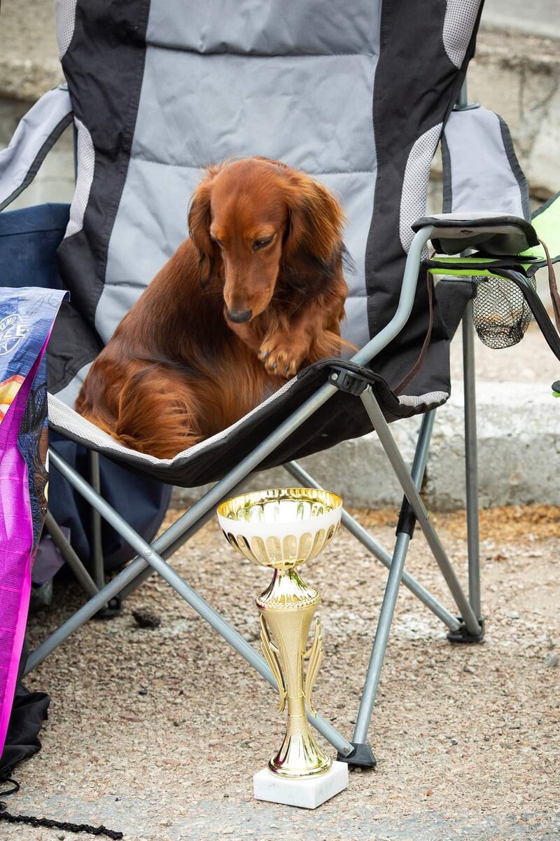 Это Чача, длинношерстная такса Светланы, у которой еще три голдена - Голди, Дэля и Ева. Фото из личной страницы Светланы для иллюстрации внешнего вида этих собак. 