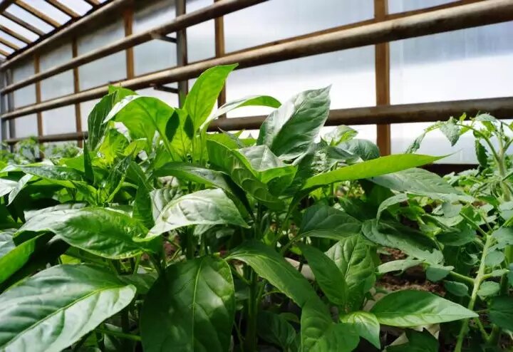 Перемещайте рассаду в теплицу.