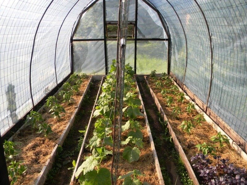 Старайтесь сажать вместе культуры, требующие схожего ухода. (Фото используется по стандартной лицензии ©hozvopros.com)