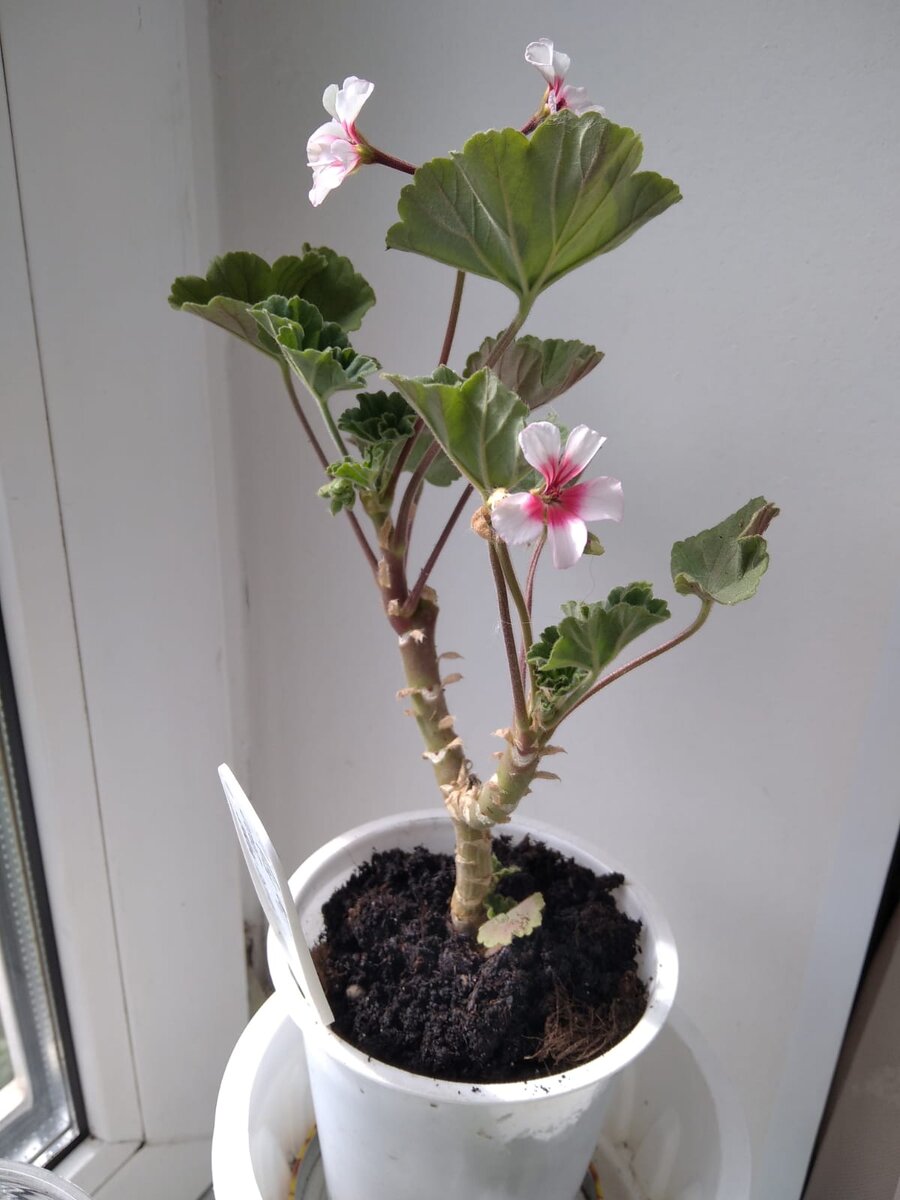 Выглядит не очень хорошо. Осматриваю каждый день, рыхлю осторожно землю. Мне кажется, на улице его дождь залил. 