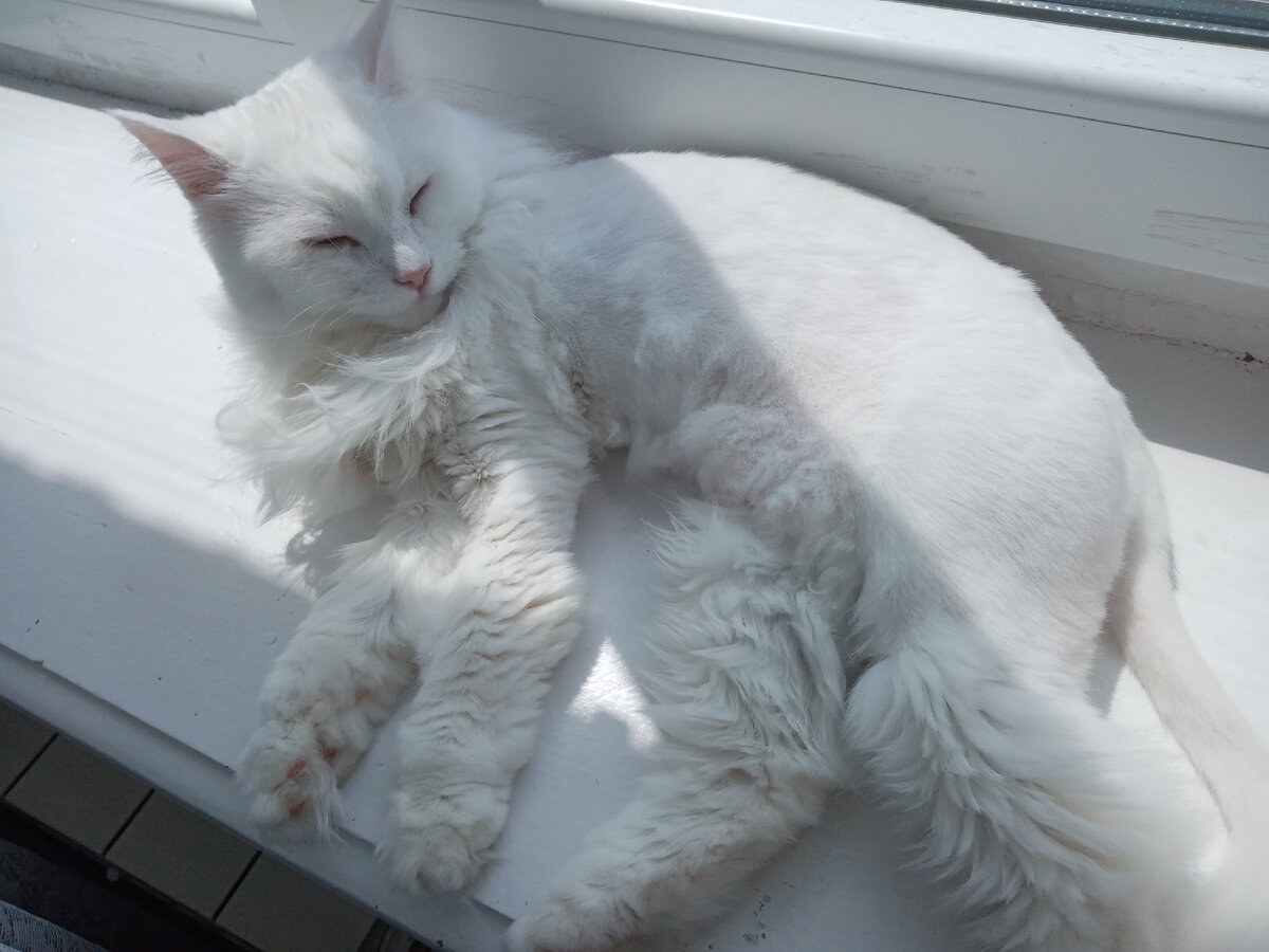 Её Величество нежится на солнышке 