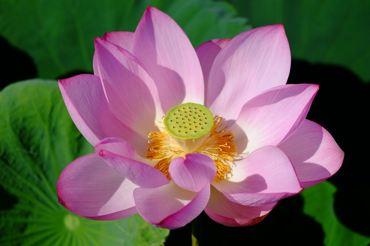 Лотос. Фотография взята из открытых источников.