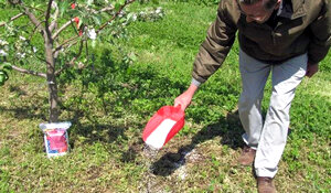 Чтобы плодовое дерево радовало урожаем каждый год, нужно внимательно следовать рекомендациям по питанию растения. Достаточное количество внесенных удобрений обеспечат здоровый рост и устойчивость к инфекциям. Удобрять черешню полезными веществами необходимо регулярно. Подкормка делится на минеральную и органическую.