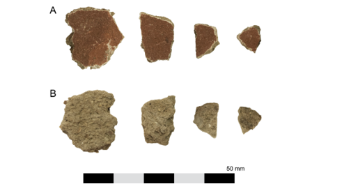 Рисунок 2. Фрагменты панциря a–d (фотографии К. Совада)