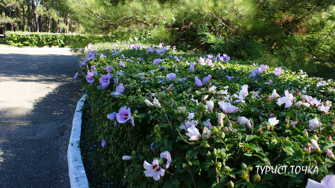 Сиреневый гибискус территории военного дома отдыха «Бетта». Листайте галерею ➡➡➡