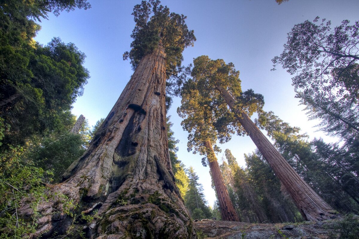 самое высокое дерево в мире высота фото