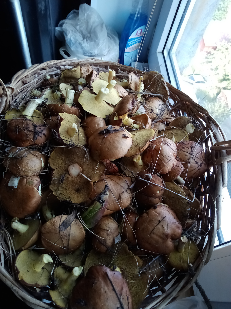 в корзине порядка 1,5 стандартного ведра. С верхом.