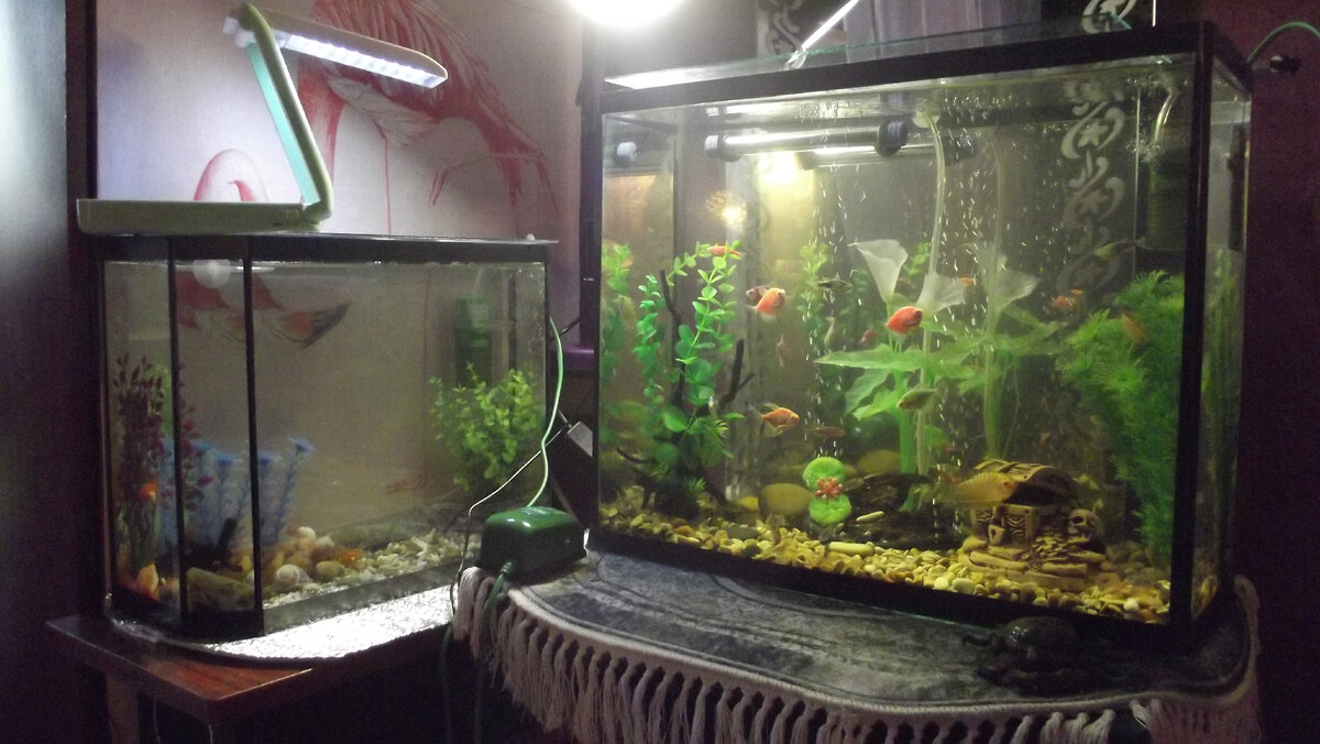 Может быть фото не передаёт, но сейчас моё отражение в зеркале сквозь аквариум очень ясное, при желании можно и макияж делать XD ( это мой главный способ проверки состояния воды:)