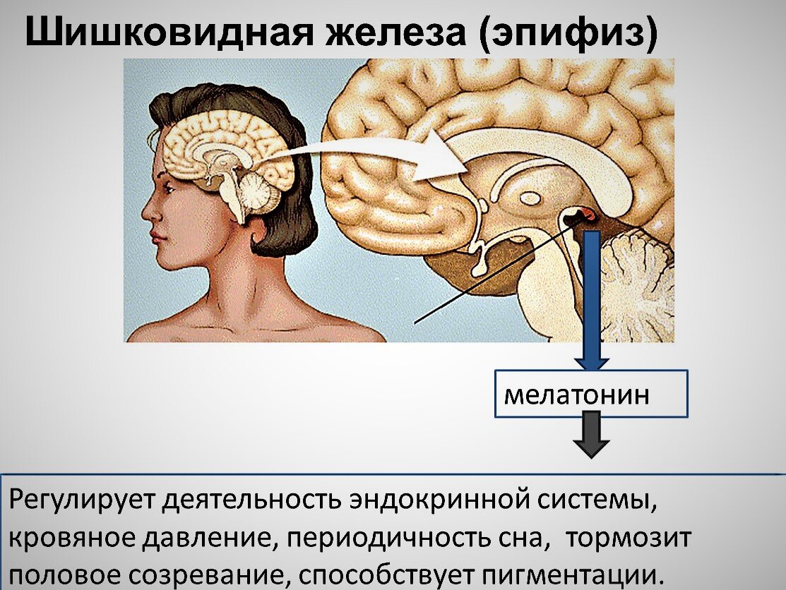 Шишковидная железа активированная