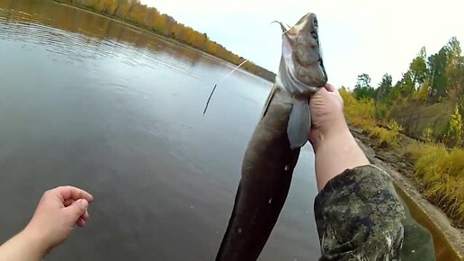 Ловля налима осенью на реке.