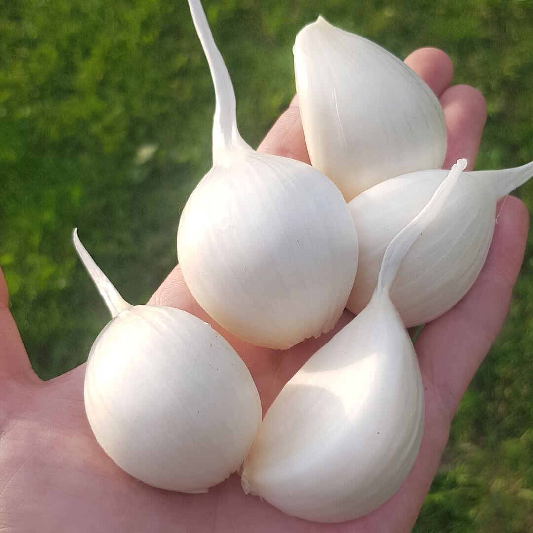 Чеснок из бульбочек