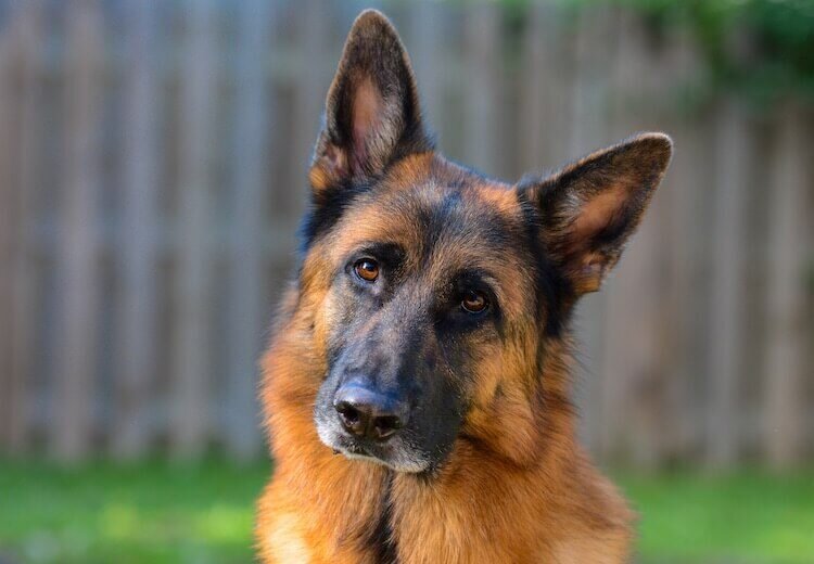 Немецкая овчарка (Фото: https://www.allthingsdogs.com/german-shepherd-colors/)