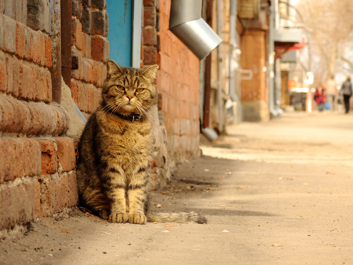 Кот в г москве. Самарские коты. Березки столица кошек.