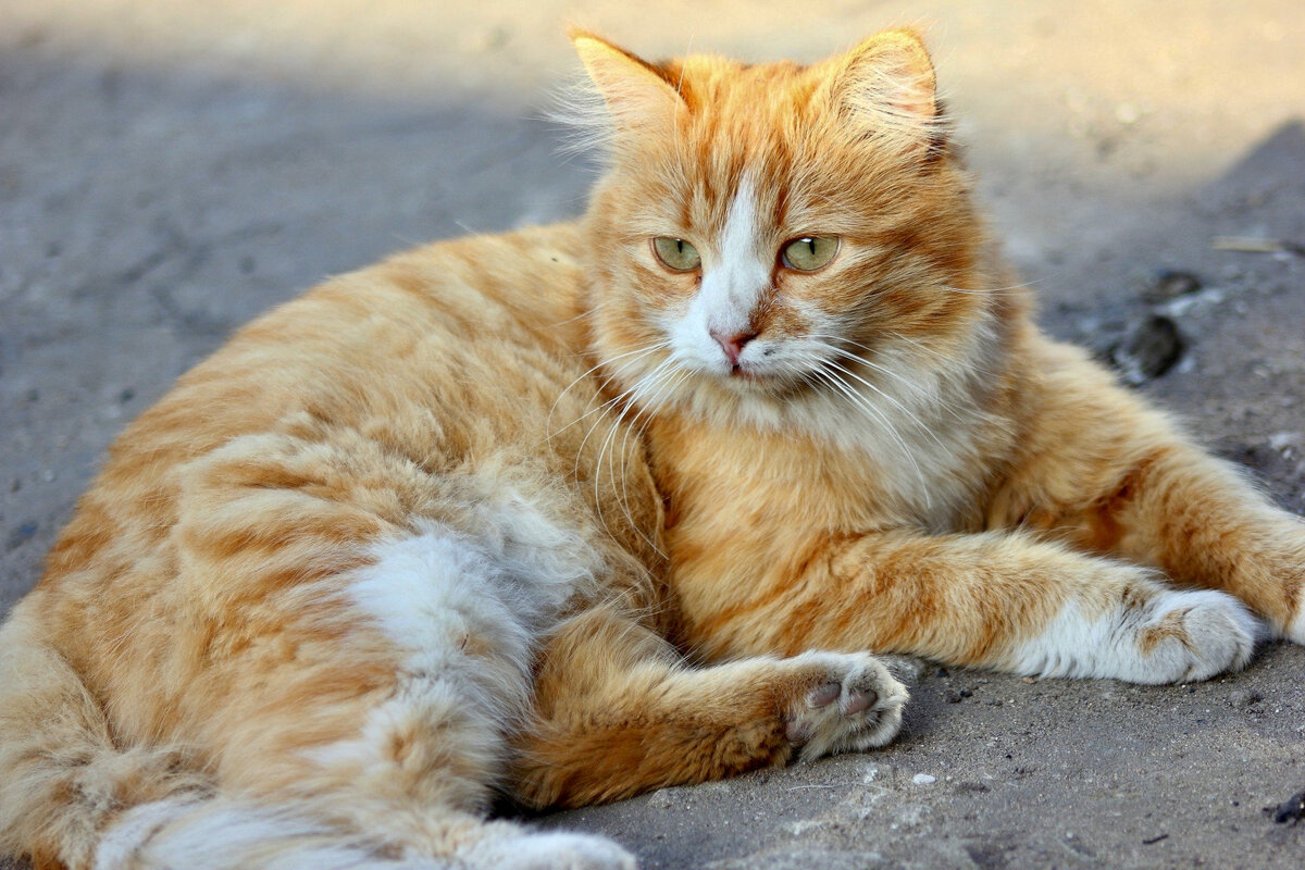 Фото из интернета