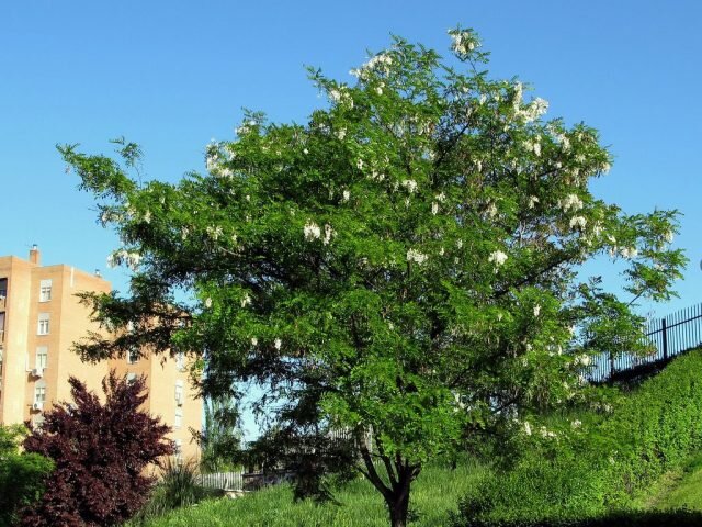 Белая акация, или Робиния лжеакациевая (Robinia pseudoacacia). © lh2treeid