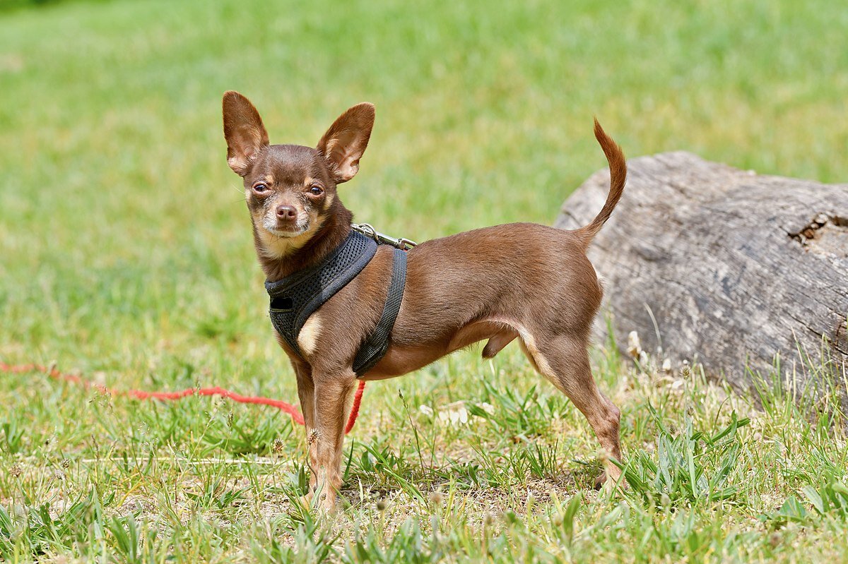 Важные заметки о русском тое. Статьи о русских той терьерах на Mini-Dogs