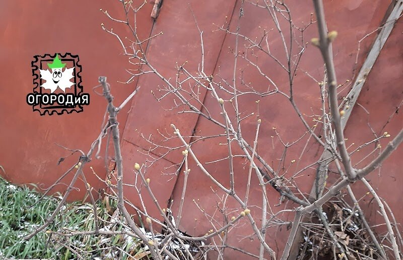 Набухшие почки 18 декабря, Курск