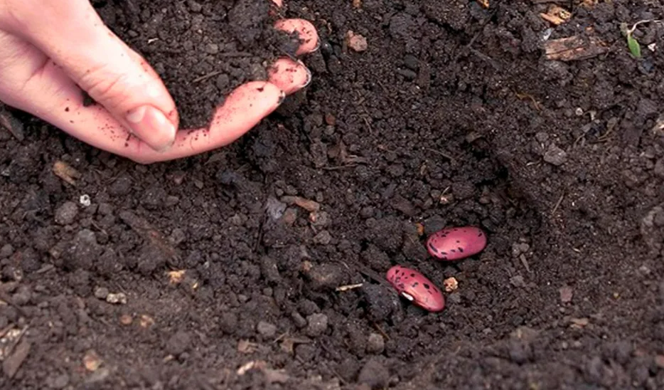 Фотография взята из источника dachnaya-zhizn.ru