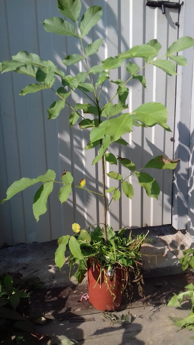  2 летний саженец