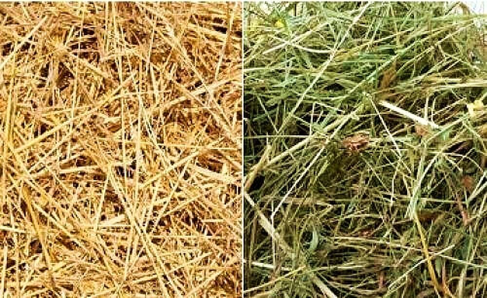 Чем отличается солома от сена фото
