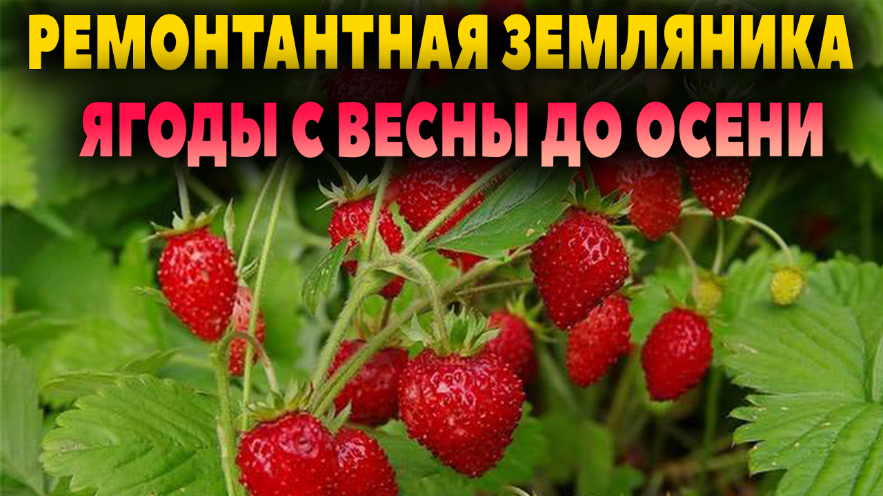 СЕЮ ЗЕМЛЯНИКУ НА СНЕГ. СОРТ КОТОРЫЙ БУДЕТ ПЛОДОНОСИТЬ С ВЕСНЫ ДО ОСЕНИ! |  Галина Никольская | Дзен