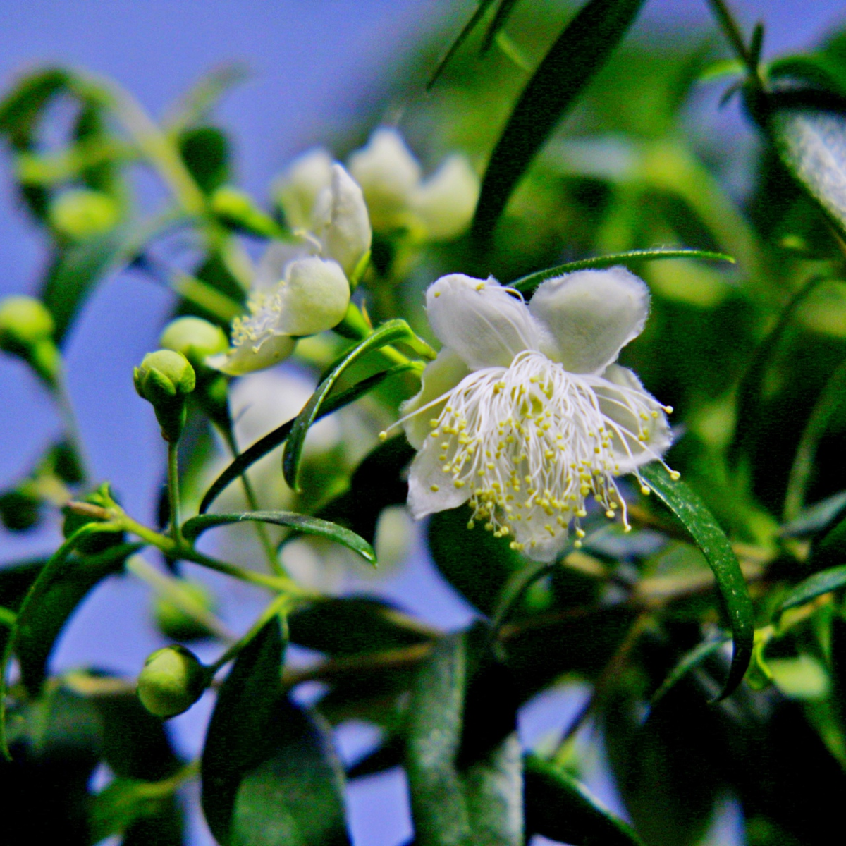 Цветение Мирта 2021 год. Фото и коллекция автора Masteritayaplants