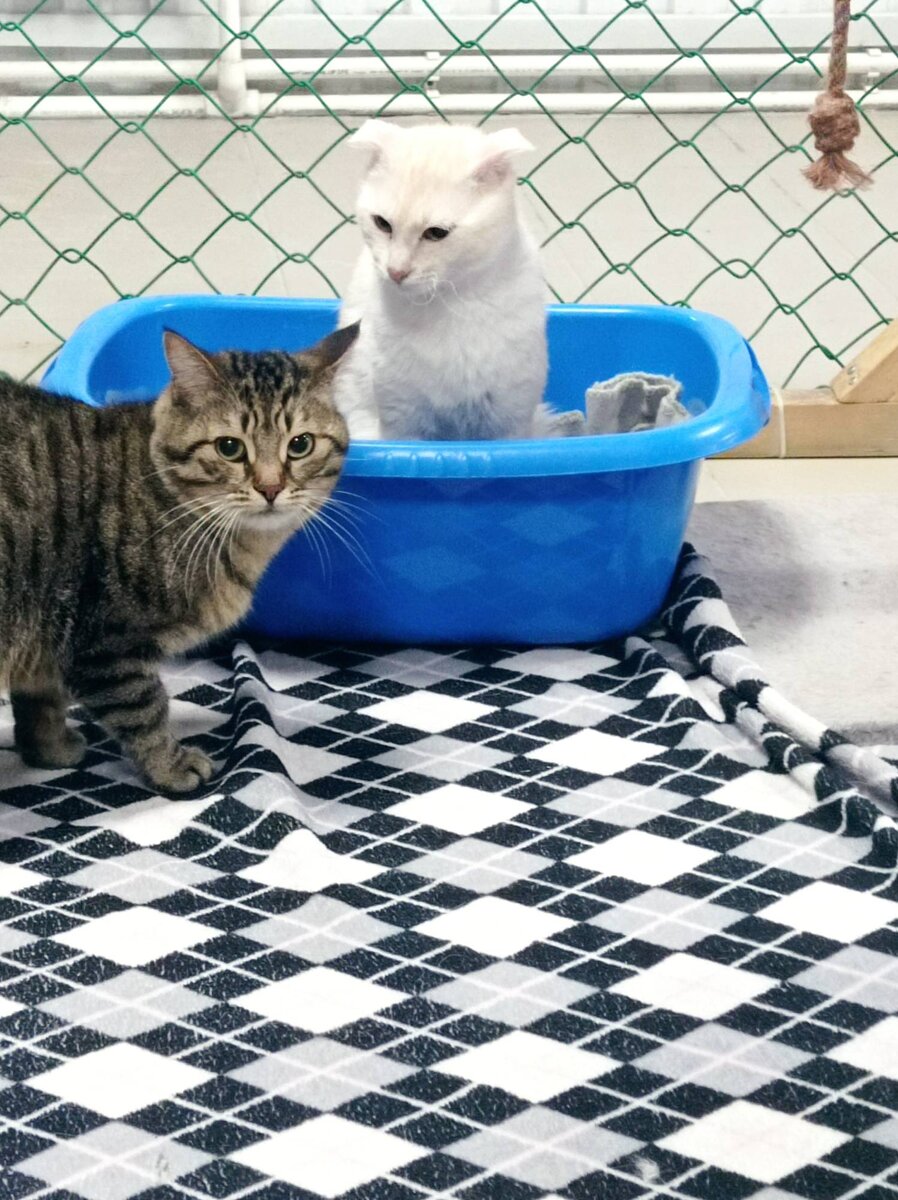 Кошачий гамбит - белые начинают и выигрывают...  Миша (белый задира) и Никита (всегда и везде вставит свои вредности) Пока мирно сидящие... до начала катастрофы - пара часов