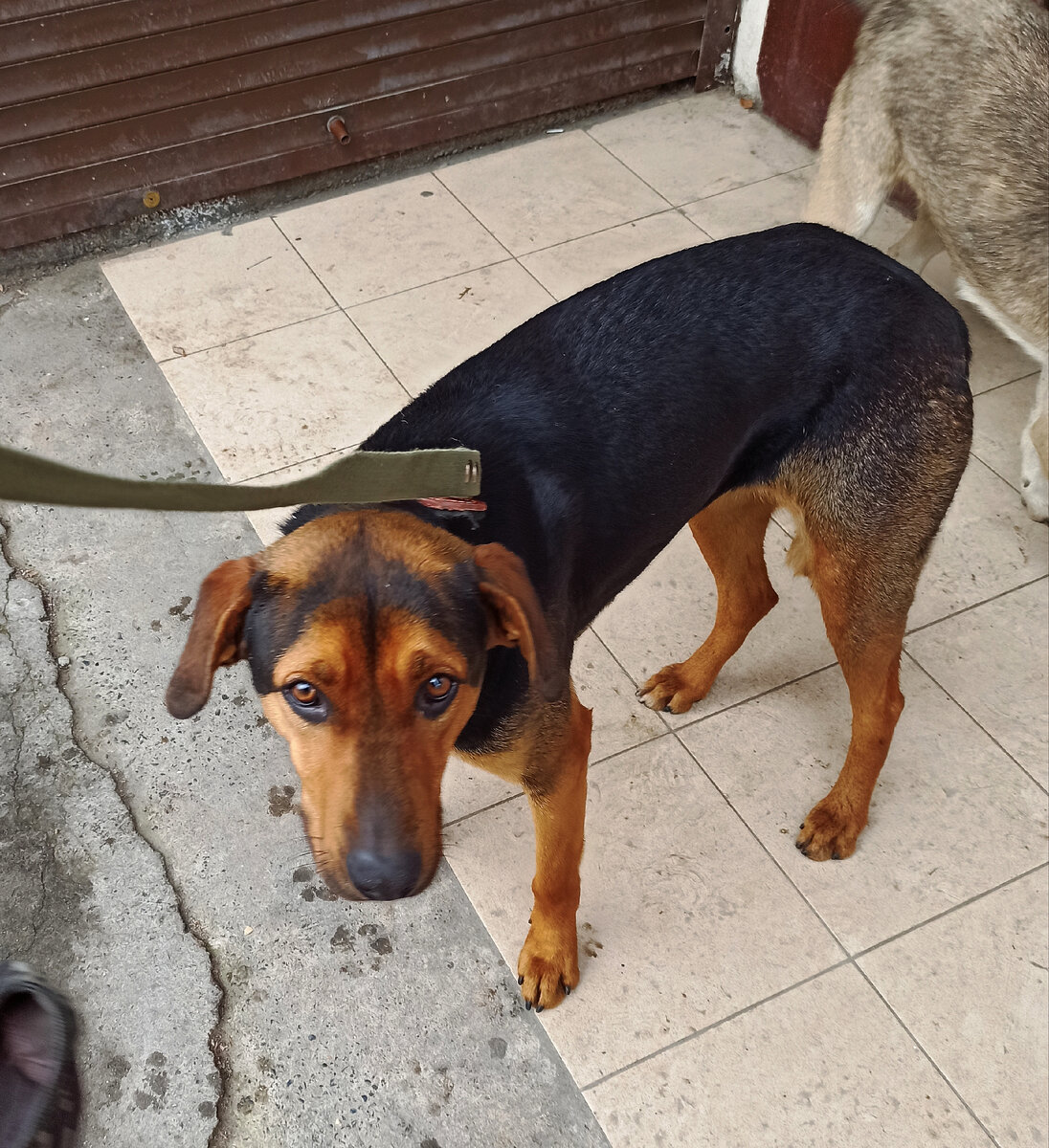 Поймала Марту на рынке, далее отвела на передержку