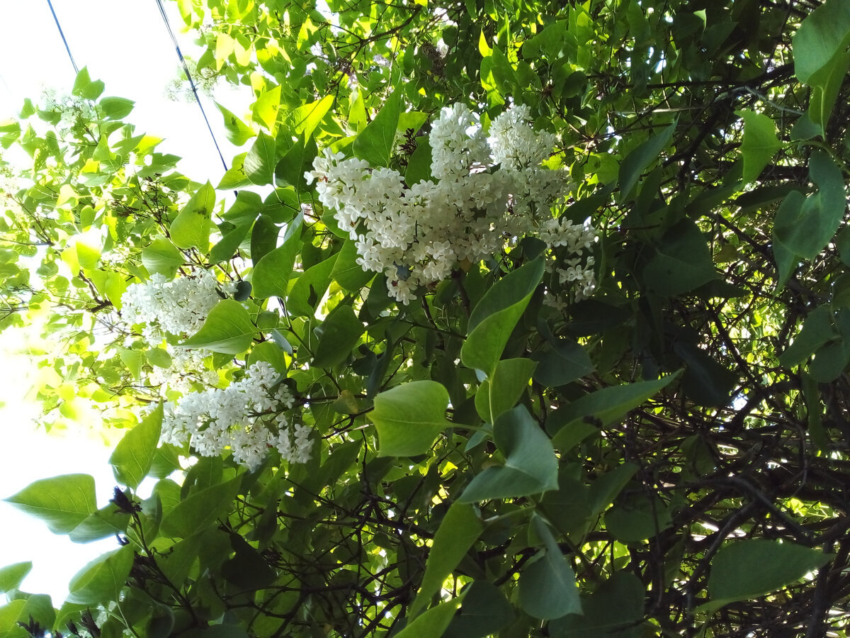 Белая сирень