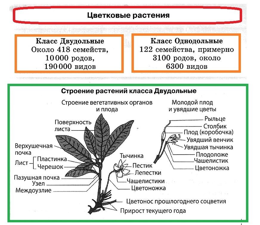 Цветковые растения таблица