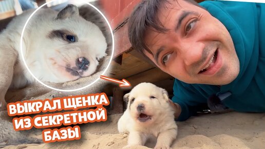 Télécharger la video: ВЫКРАЛ уникального щенка из СЕКРЕТНОЙ базы! Не шутка!