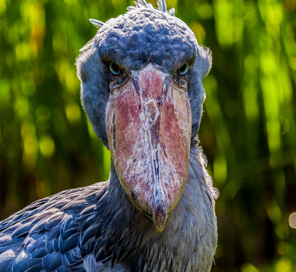 Суровый я мужик! Фото из интернета: https://hi-news.ru/wp-content/uploads/2020/12/balaeniceps_bird_image_one-750x540.jpg