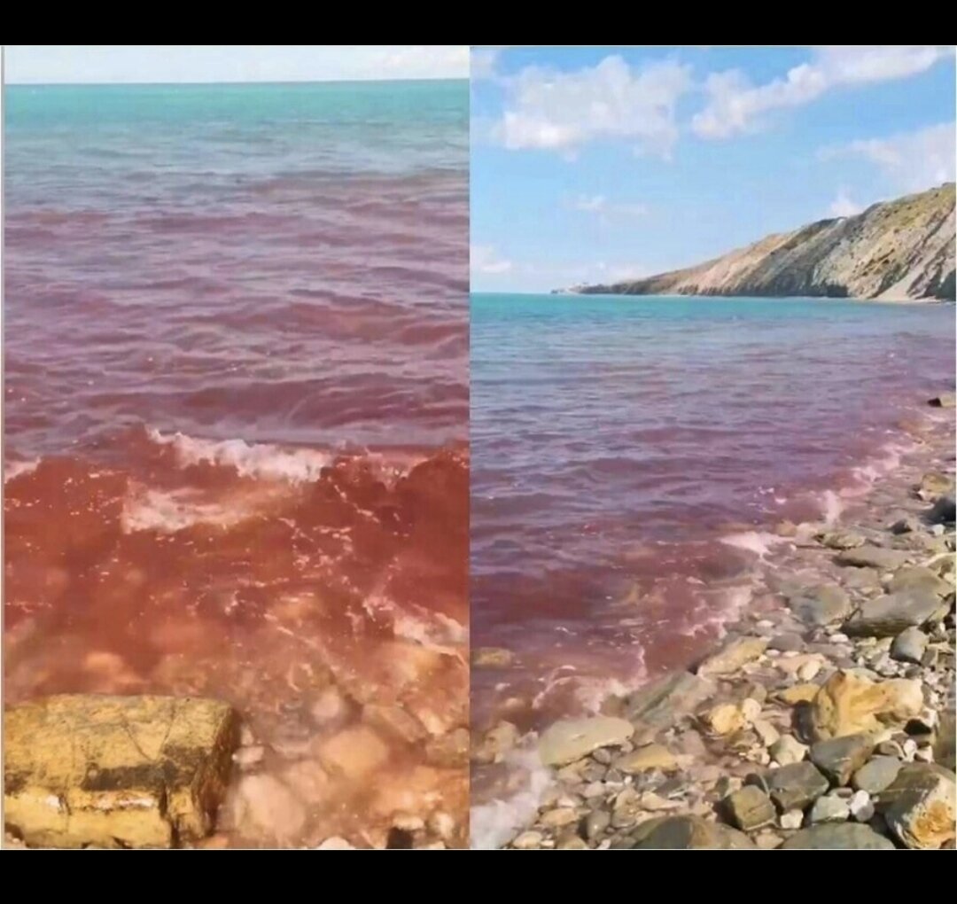 водоросли в черном море